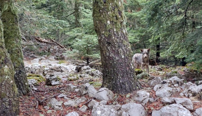 Ζευγάρι λύκων στο δρόμο για την κορυφή του Βάκχου